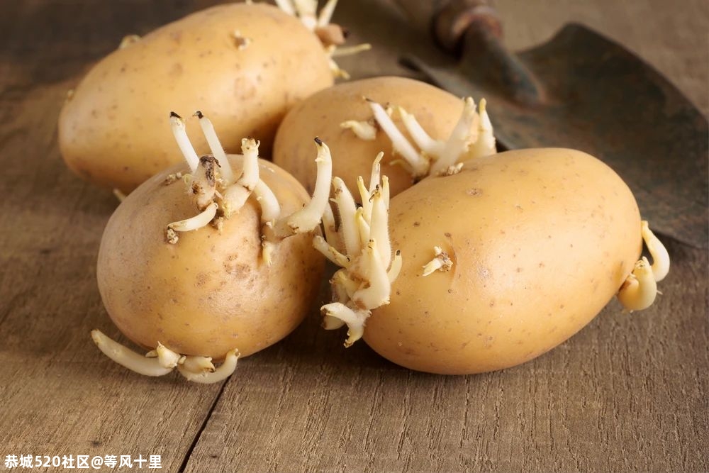 自制食物致一家 7 人死亡！这 5 种易中毒食物你家也有，千万当心563 / 作者:等风十里 / 帖子ID:278082