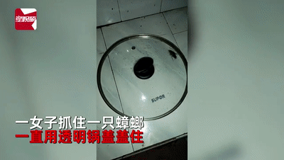 女子将蟑螂用锅盖罩住，没想到20天后……“小强”从来不会让人失望！183 / 作者:華大夫 / 帖子ID:278255