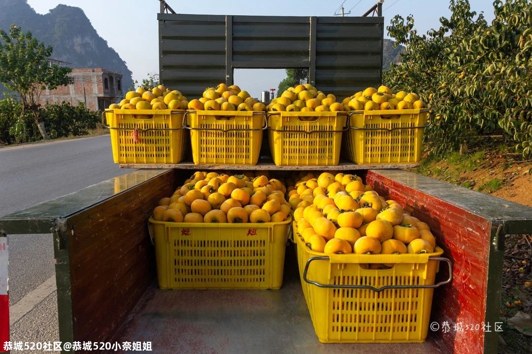 探访势江柿子交易市场，恭城柿子喜丰收，柿农盼能有个好销路！128 / 作者:恭城520小奈姐姐 / 帖子ID:278384