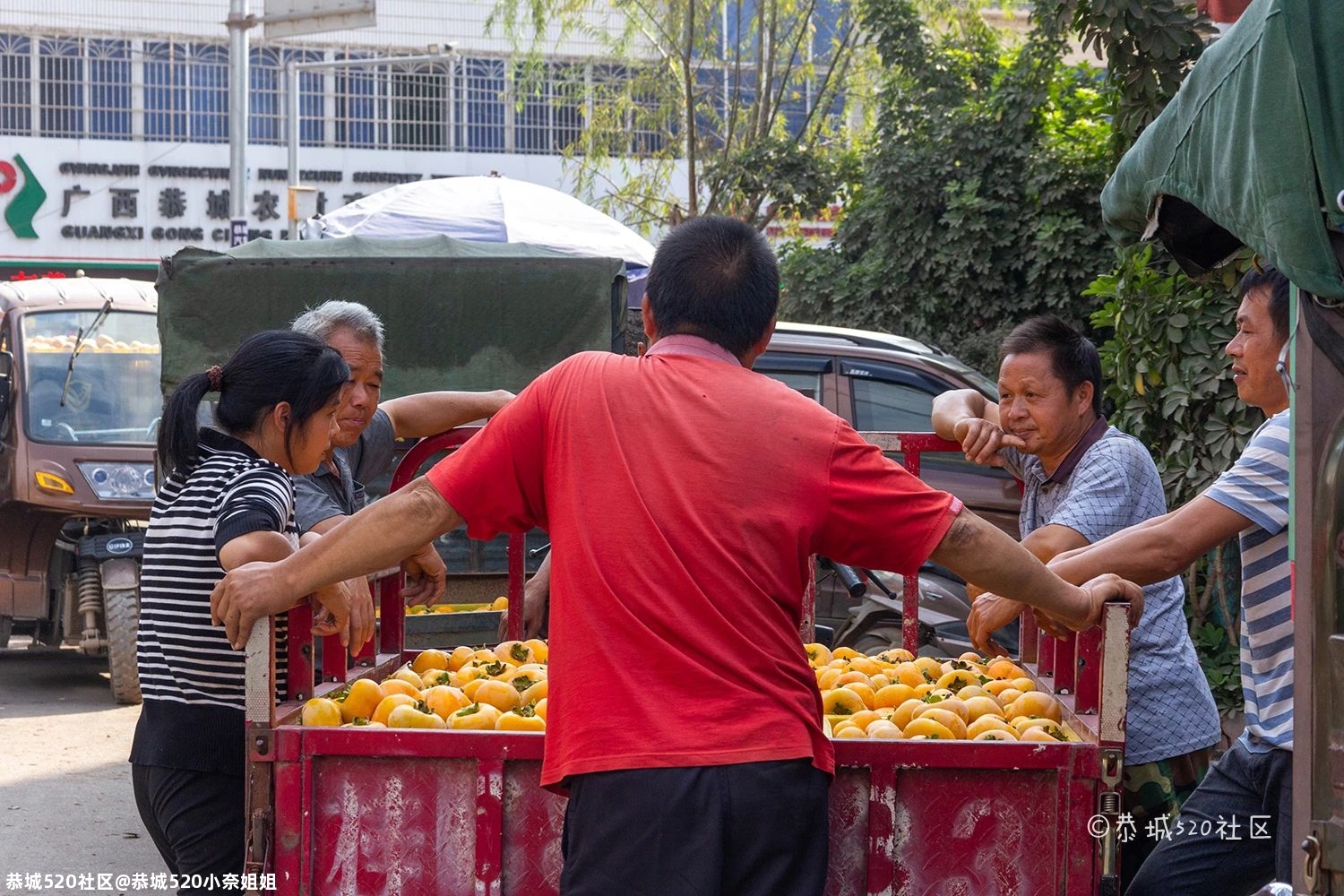 探访势江柿子交易市场，恭城柿子喜丰收，柿农盼能有个好销路！138 / 作者:恭城520小奈姐姐 / 帖子ID:278384