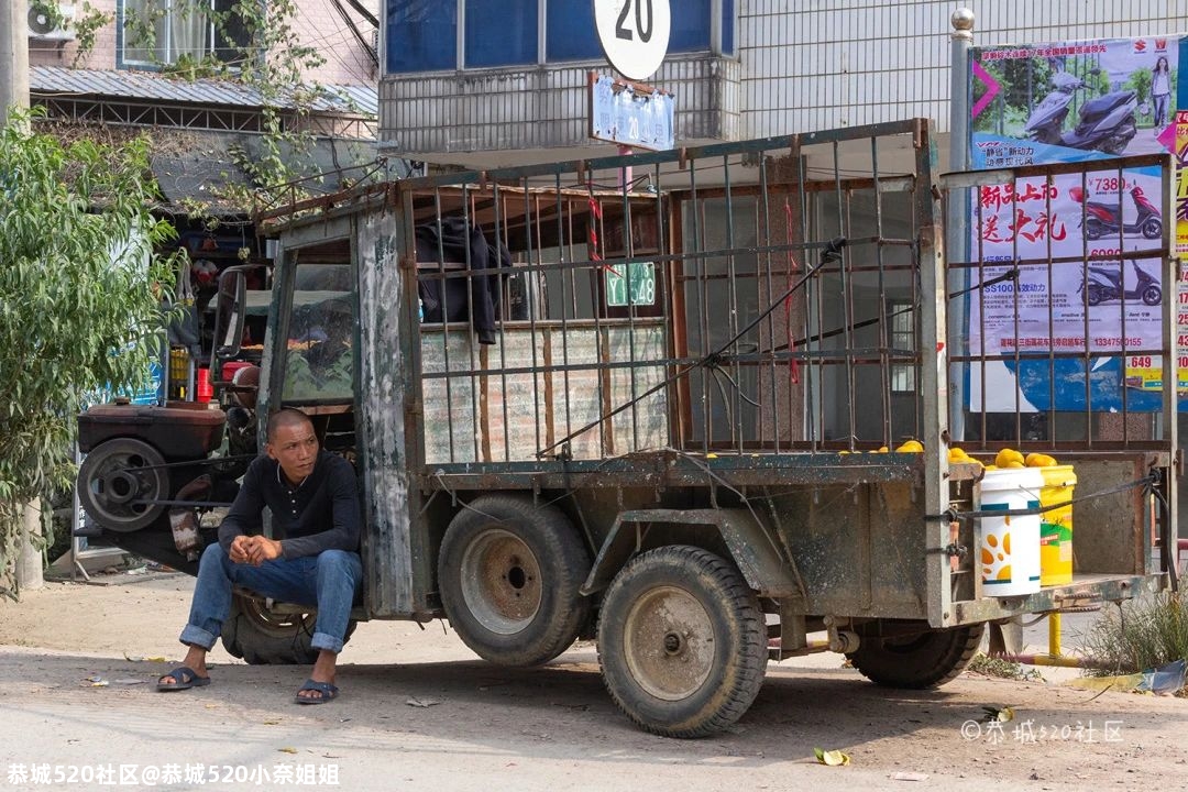 探访势江柿子交易市场，恭城柿子喜丰收，柿农盼能有个好销路！655 / 作者:恭城520小奈姐姐 / 帖子ID:278384