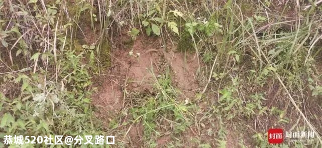 失联半个月后，他被发现自缢在埋葬爷爷的山头156 / 作者:分叉路口 / 帖子ID:278645
