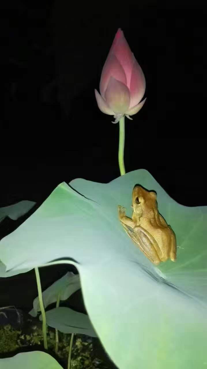 荷370 / 作者:笔墨清韵 / 帖子ID:279248