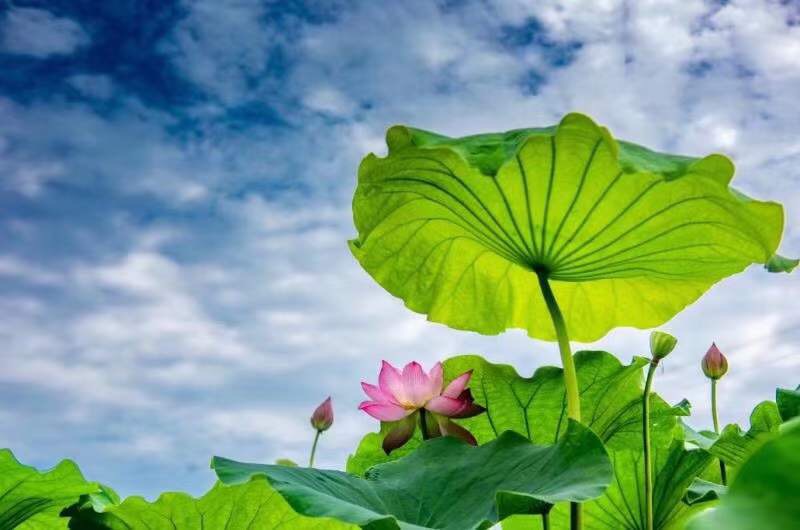 荷508 / 作者:笔墨清韵 / 帖子ID:279248