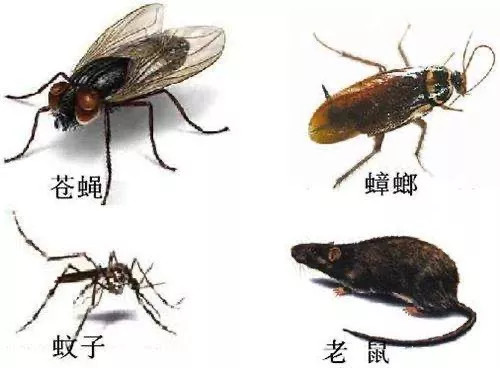 如果可以，你最希望四害中哪个物种消失？946 / 作者:公路美学 / 帖子ID:279506