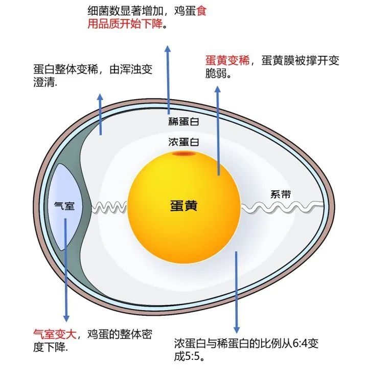 鸡蛋放冰箱，最长能放多久？220 / 作者:健康小天使 / 帖子ID:279576