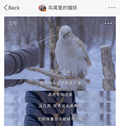 用国家二级保护动物拍摄还假称特效？《狼殿下》引争议815 / 作者:该做的事情 / 帖子ID:279579