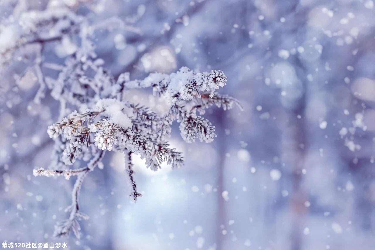 今日小雪710 / 作者:登山涉水 / 帖子ID:279629