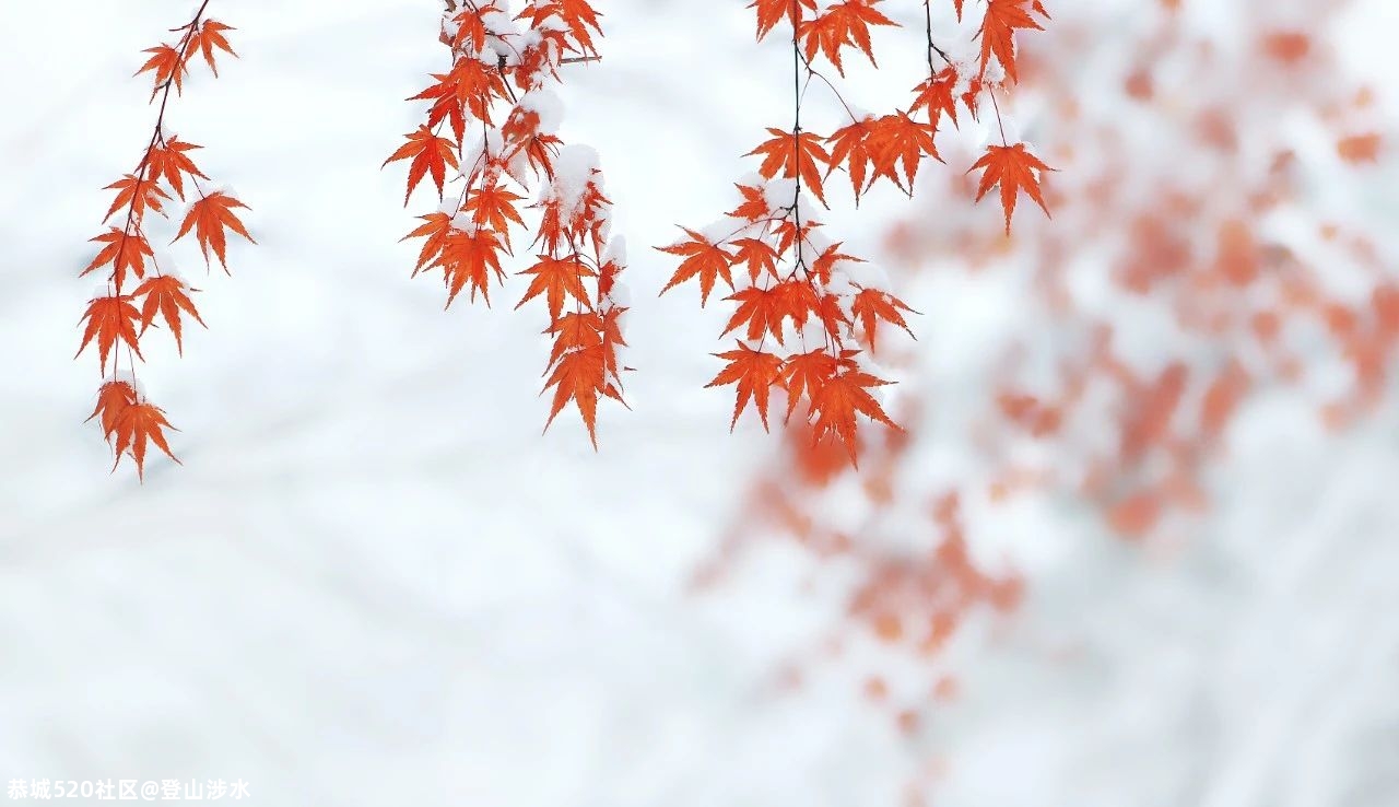 今日小雪736 / 作者:登山涉水 / 帖子ID:279629