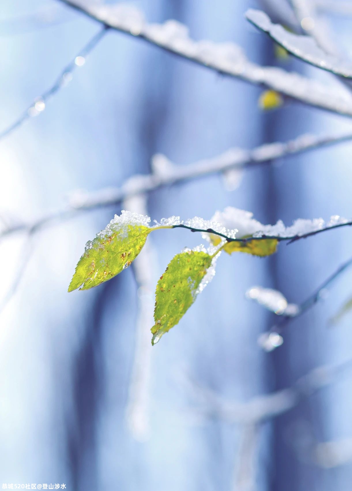 今日小雪80 / 作者:登山涉水 / 帖子ID:279629