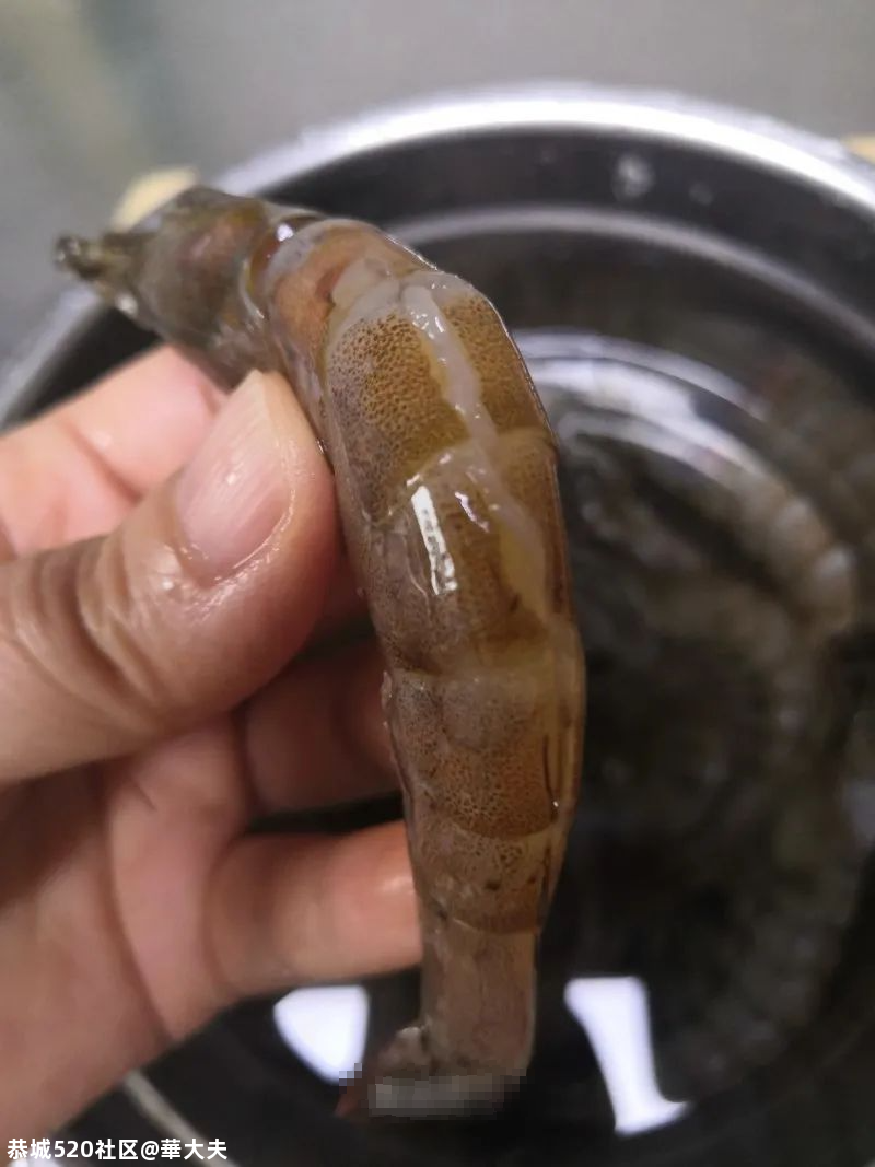 麻辣虾：麻辣鲜香！冬天来上一盘，辣走寒冷~127 / 作者:華大夫 / 帖子ID:279714