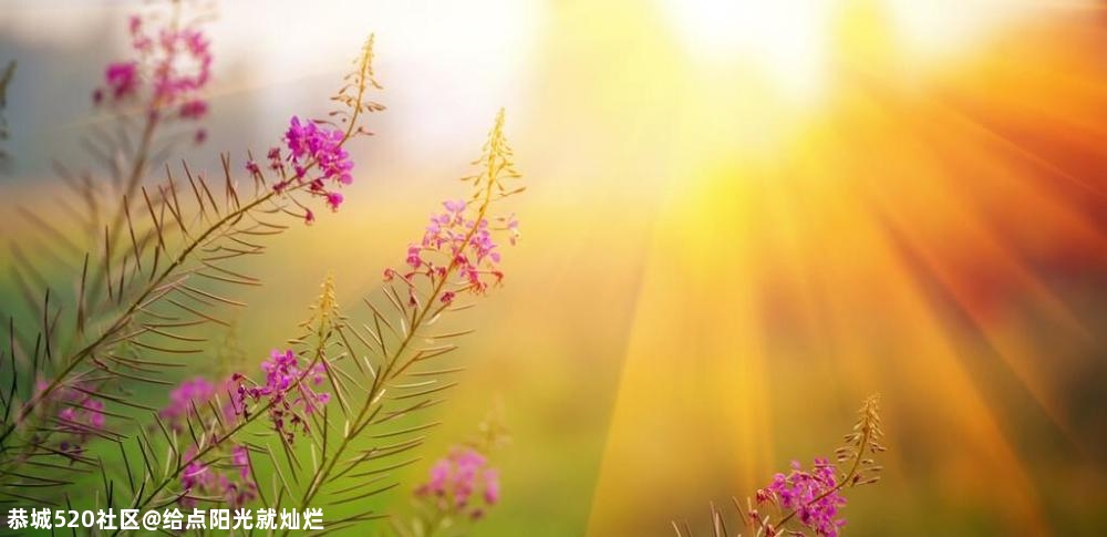 心理测试：选一束温暖治愈的阳光，测这个冬天你的贵人是谁？618 / 作者:给点阳光就灿烂 / 帖子ID:279883