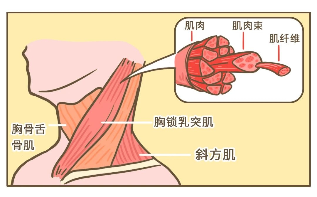 落枕可能是身体的「求救信号」，别不当回事！828 / 作者:健康小天使 / 帖子ID:279977