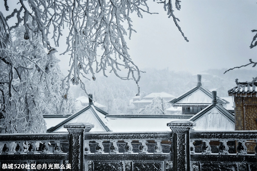 大雪｜白首天涯，雪落归家381 / 作者:月光那么美 / 帖子ID:280176