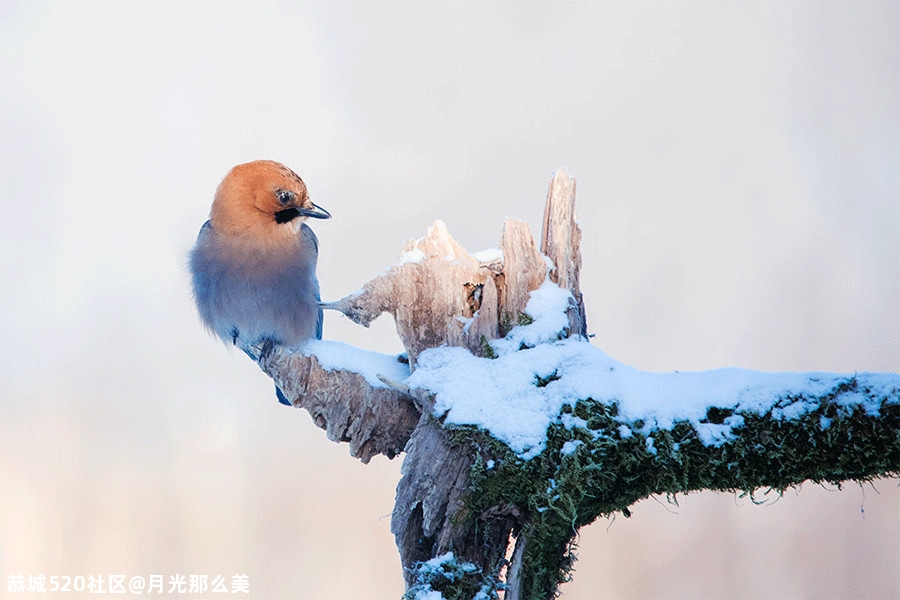 大雪｜白首天涯，雪落归家609 / 作者:月光那么美 / 帖子ID:280176