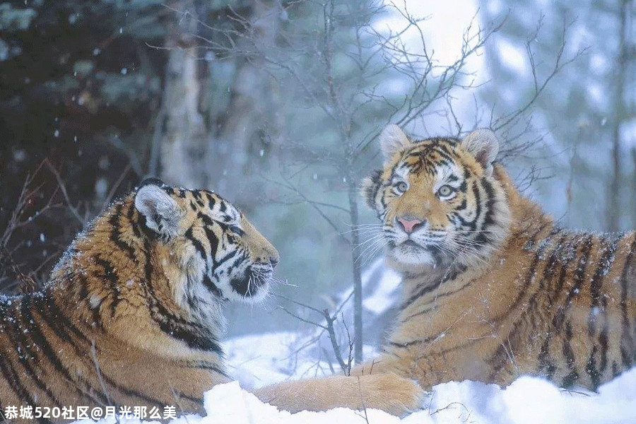 大雪｜白首天涯，雪落归家816 / 作者:月光那么美 / 帖子ID:280176
