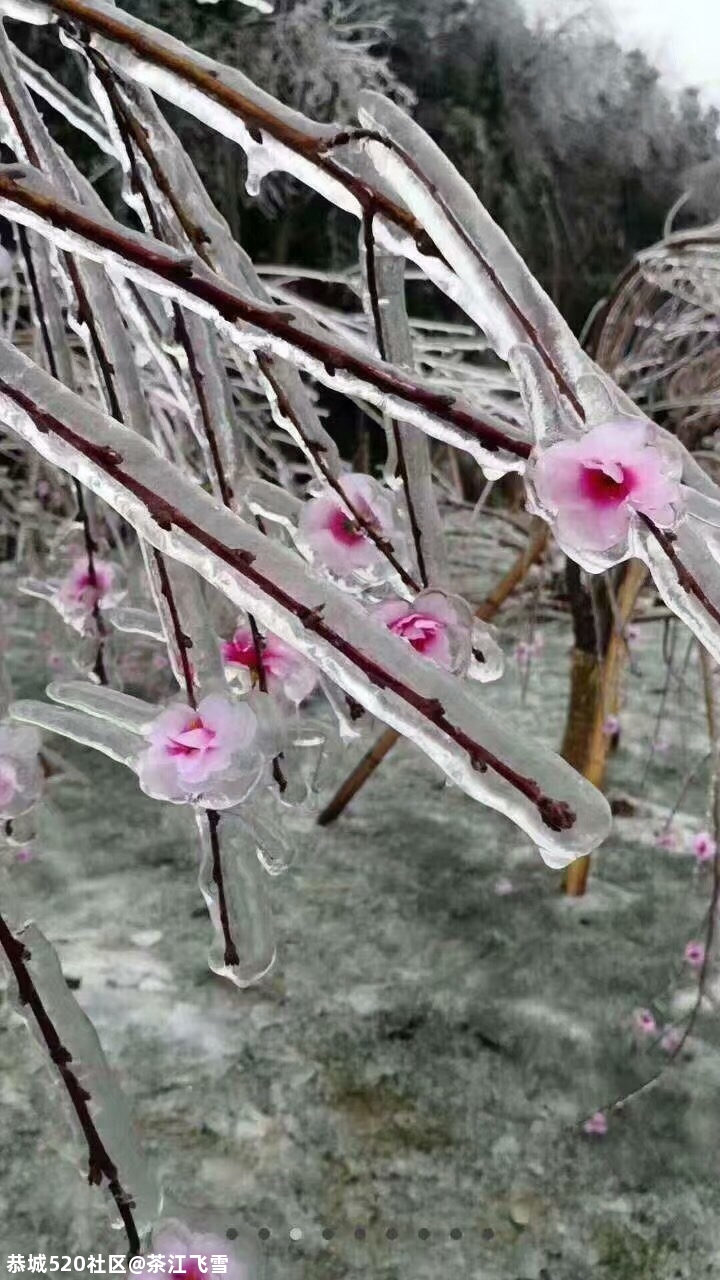 今大雪975 / 作者:茶江飞雪 / 帖子ID:280195