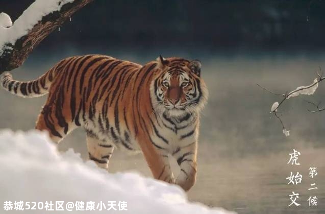 大雪至 | 雪纷飞，仲冬始，这份养生指南请收好351 / 作者:健康小天使 / 帖子ID:280228