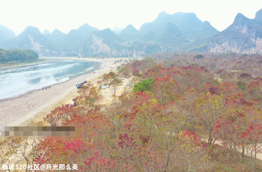 宛如彩霞的人间仙境，红叶尽染广西桂林的乌桕滩上，真美~810 / 作者:月光那么美 / 帖子ID:280269