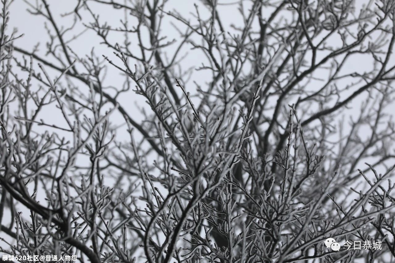 燕子山雪景来袭，请猛戳！459 / 作者:普通人物怨 / 帖子ID:280553
