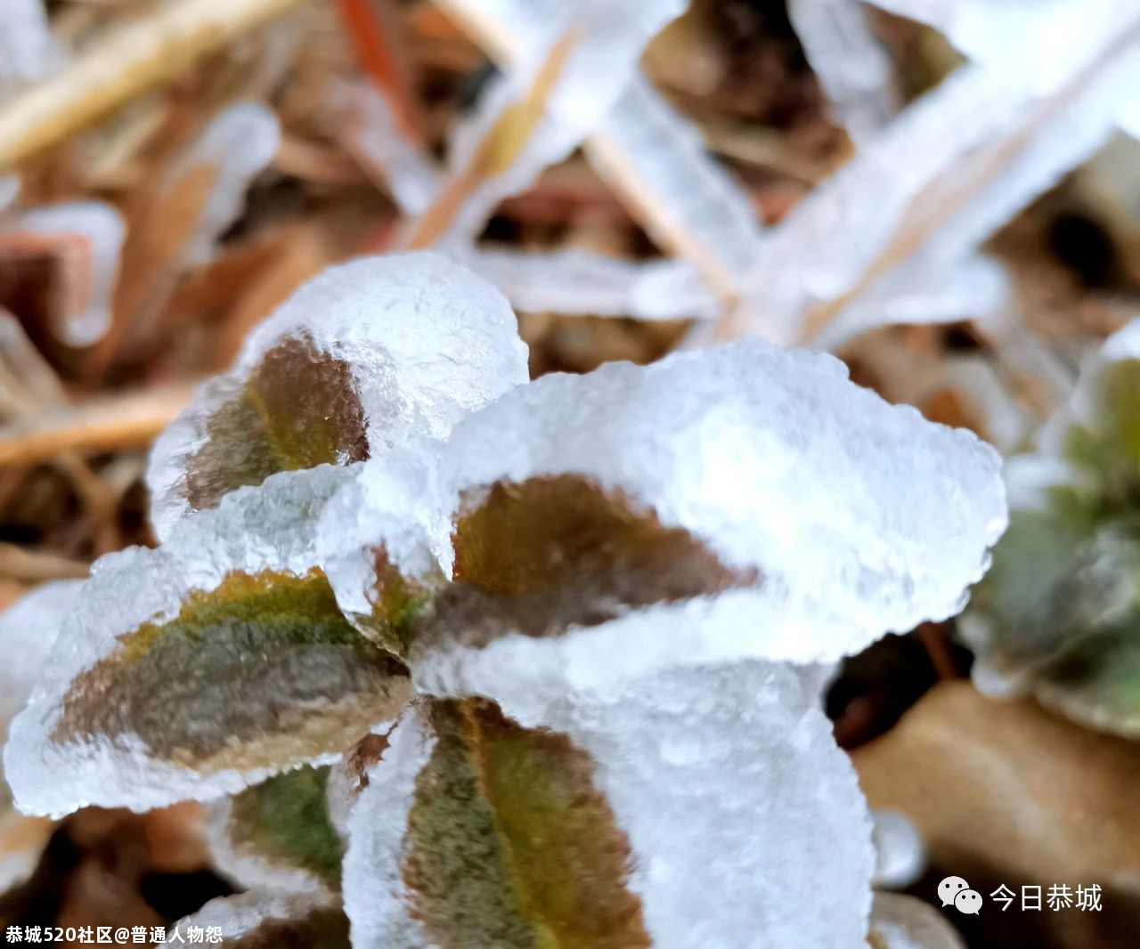 燕子山雪景来袭，请猛戳！941 / 作者:普通人物怨 / 帖子ID:280553