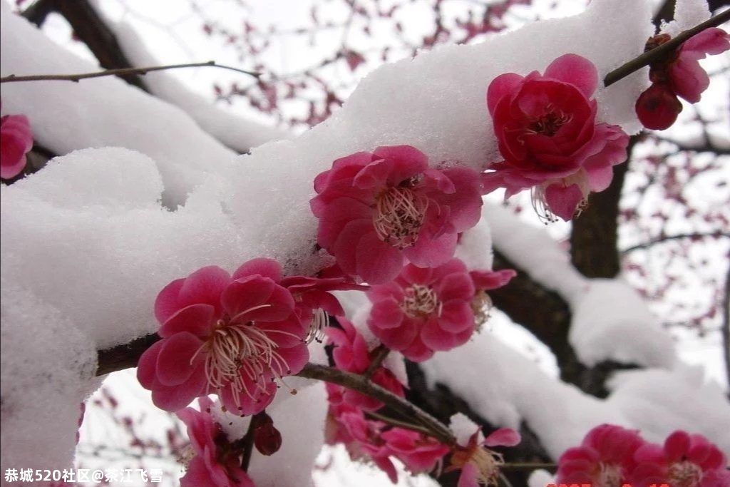 冬至438 / 作者:茶江飞雪 / 帖子ID:280683