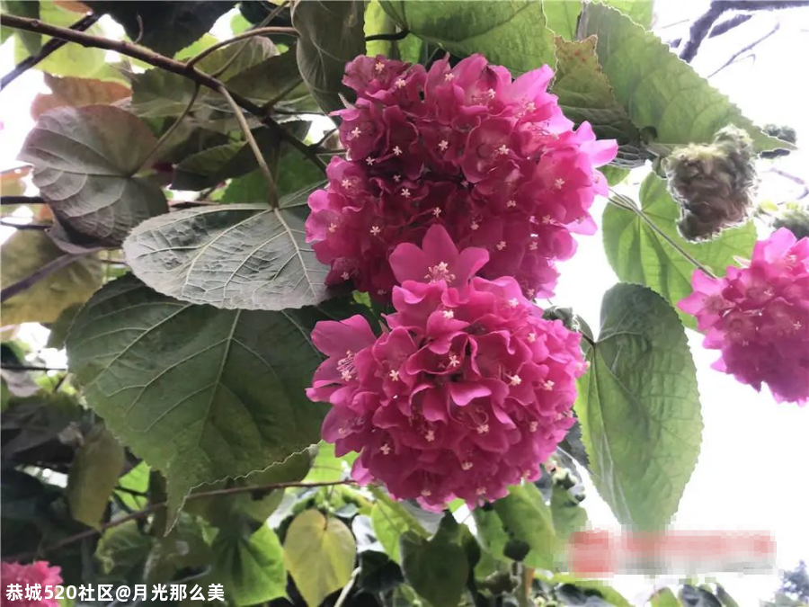 非洲芙蓉、各色月季在南宁这些地方竞相盛放！也太美了吧~463 / 作者:月光那么美 / 帖子ID:281149
