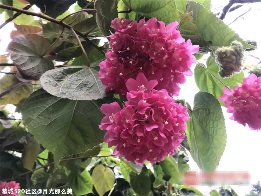 非洲芙蓉、各色月季在南宁这些地方竞相盛放！也太美了吧~771 / 作者:月光那么美 / 帖子ID:281149