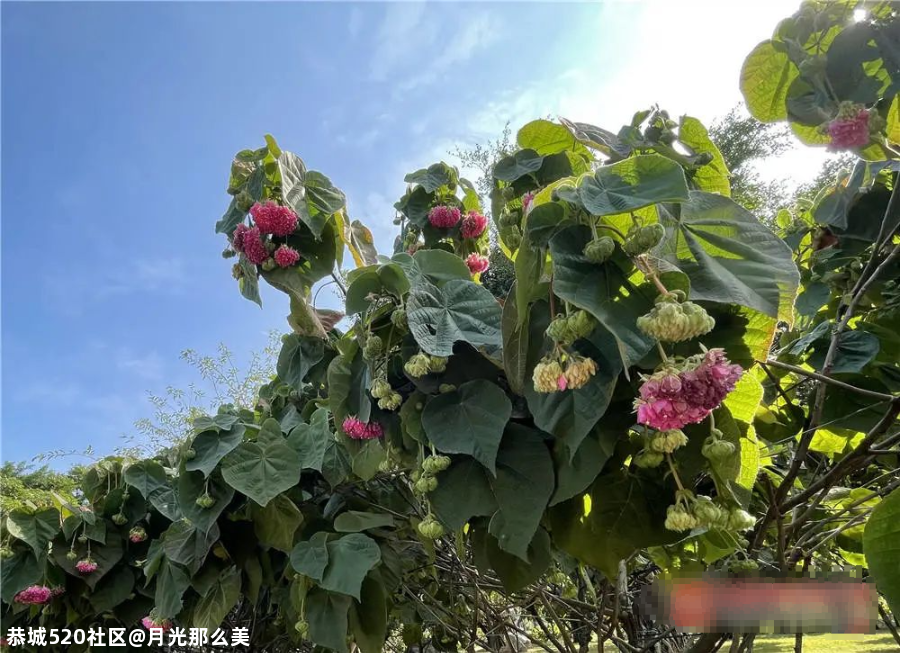 非洲芙蓉、各色月季在南宁这些地方竞相盛放！也太美了吧~947 / 作者:月光那么美 / 帖子ID:281149