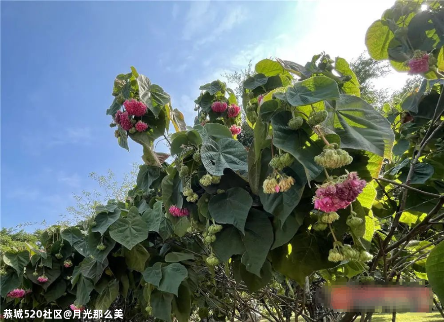 非洲芙蓉、各色月季在南宁这些地方竞相盛放！也太美了吧~76 / 作者:月光那么美 / 帖子ID:281149