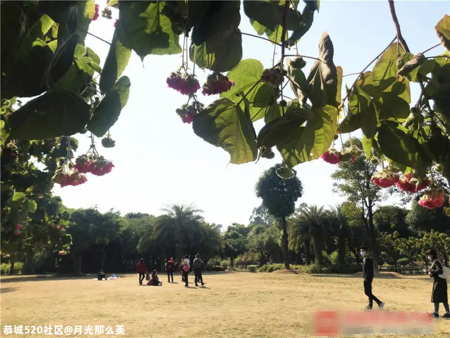 非洲芙蓉、各色月季在南宁这些地方竞相盛放！也太美了吧~335 / 作者:月光那么美 / 帖子ID:281149