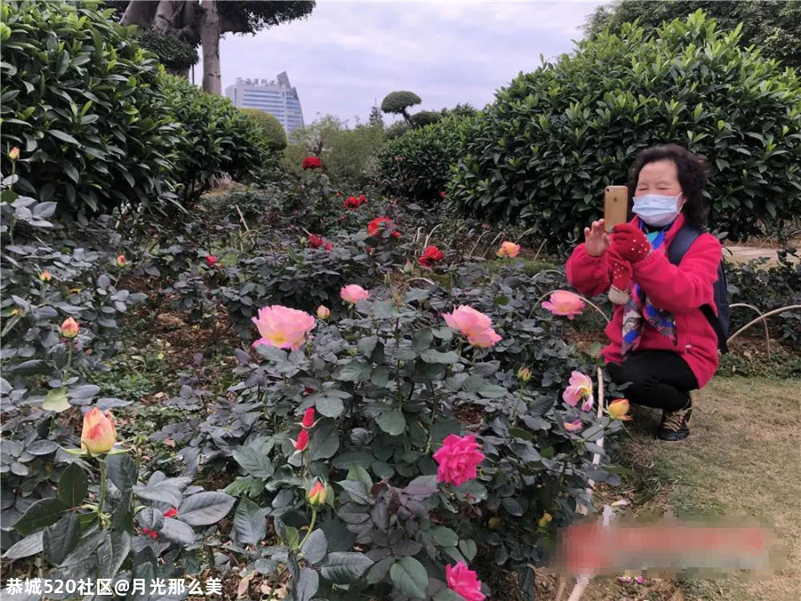 非洲芙蓉、各色月季在南宁这些地方竞相盛放！也太美了吧~660 / 作者:月光那么美 / 帖子ID:281149