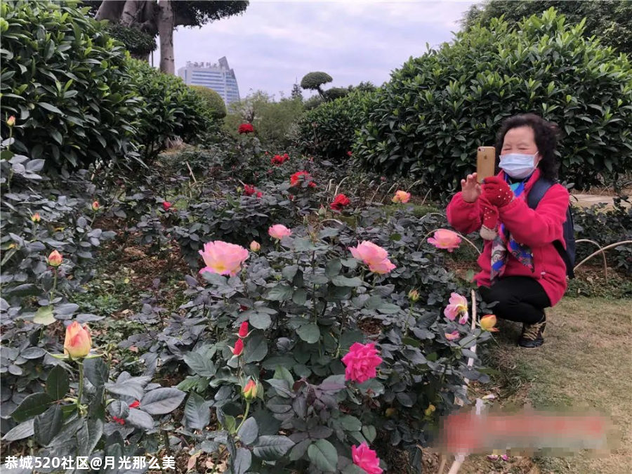 非洲芙蓉、各色月季在南宁这些地方竞相盛放！也太美了吧~285 / 作者:月光那么美 / 帖子ID:281149