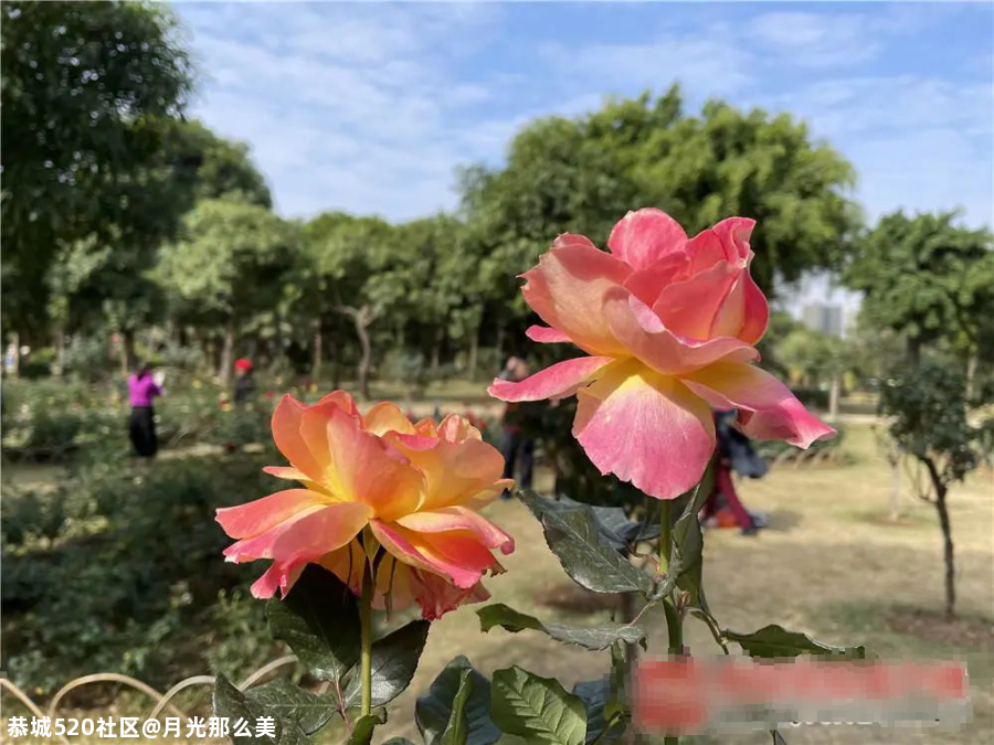 非洲芙蓉、各色月季在南宁这些地方竞相盛放！也太美了吧~797 / 作者:月光那么美 / 帖子ID:281149