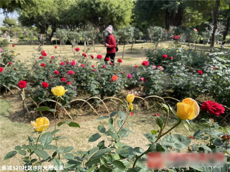 非洲芙蓉、各色月季在南宁这些地方竞相盛放！也太美了吧~88 / 作者:月光那么美 / 帖子ID:281149