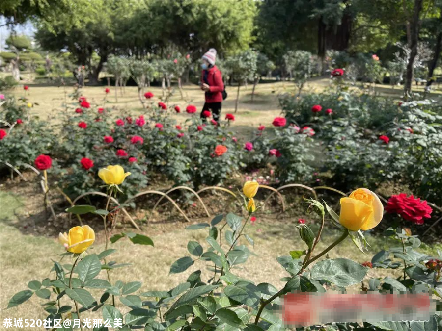 非洲芙蓉、各色月季在南宁这些地方竞相盛放！也太美了吧~606 / 作者:月光那么美 / 帖子ID:281149