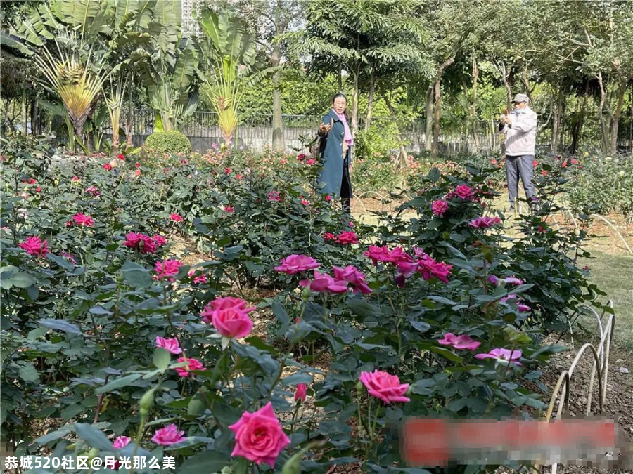 非洲芙蓉、各色月季在南宁这些地方竞相盛放！也太美了吧~211 / 作者:月光那么美 / 帖子ID:281149