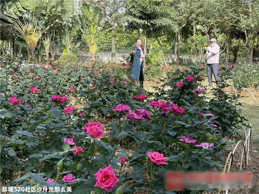 非洲芙蓉、各色月季在南宁这些地方竞相盛放！也太美了吧~685 / 作者:月光那么美 / 帖子ID:281149