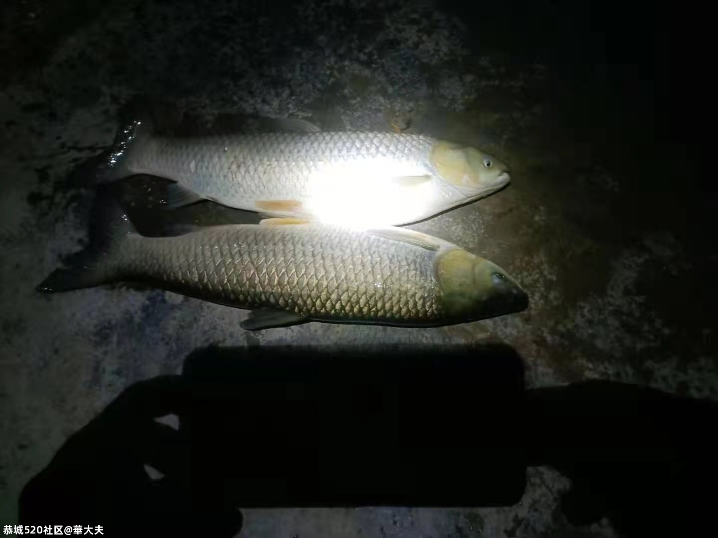 有人往西岭湖塘村河道投毒，请有关部门严查这种破坏生态环境的黑手458 / 作者:華大夫 / 帖子ID:281454