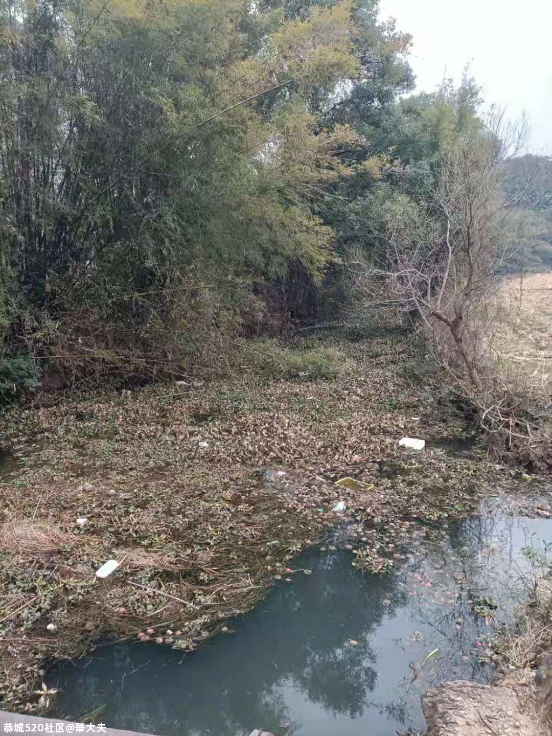 有人往西岭湖塘村河道投毒，请有关部门严查这种破坏生态环境的黑手267 / 作者:華大夫 / 帖子ID:281454