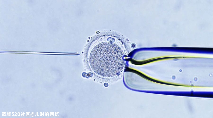 代孕，为什么不能被开放？997 / 作者:儿时的回忆 / 帖子ID:281555