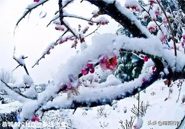 大寒140 / 作者:茶江飞雪 / 帖子ID:281580