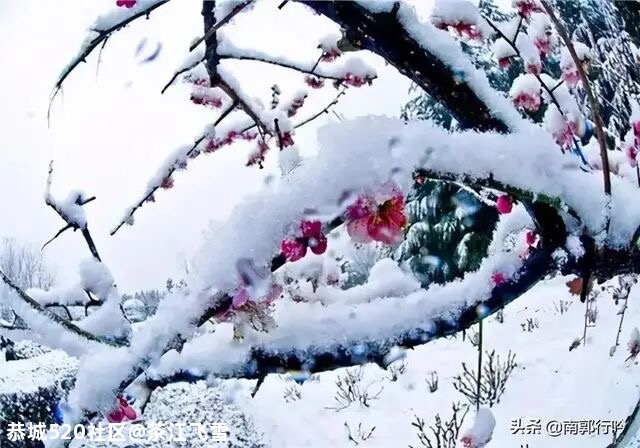 大寒521 / 作者:茶江飞雪 / 帖子ID:281580