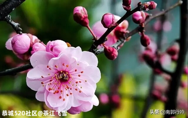 大寒914 / 作者:茶江飞雪 / 帖子ID:281580