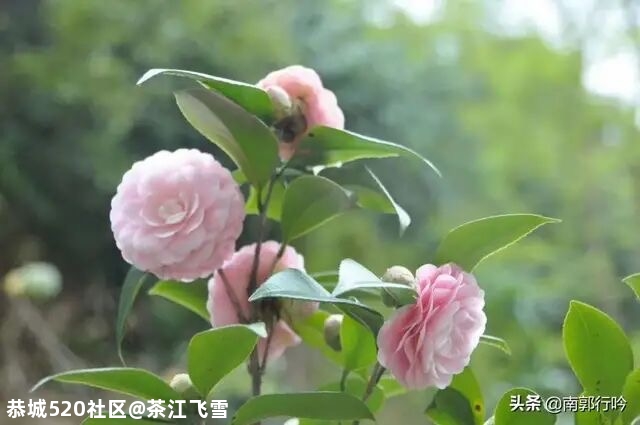 大寒50 / 作者:茶江飞雪 / 帖子ID:281580
