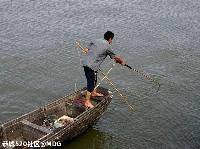 曝光电鱼奖励100元905 / 作者:MDG / 帖子ID:282058