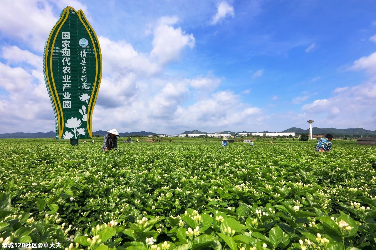 重磅！南宁横县撤县设市！102 / 作者:華大夫 / 帖子ID:282121