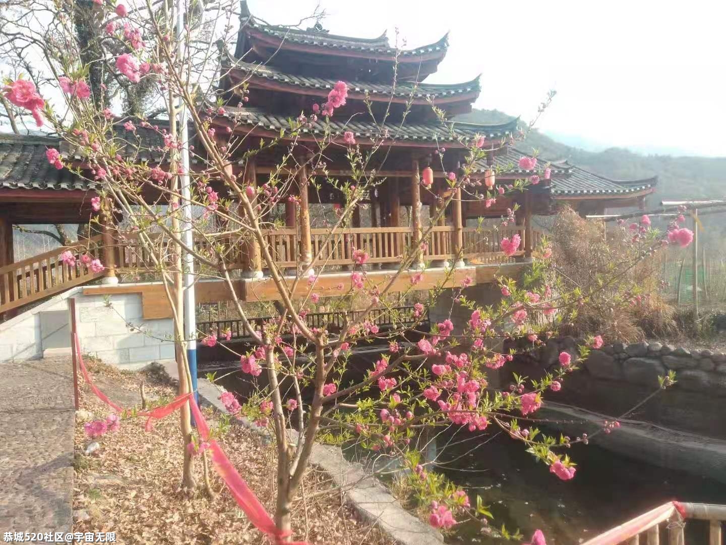 石坪瑶寨报春桃花已美丽盛开！393 / 作者:宇宙无限 / 帖子ID:282256