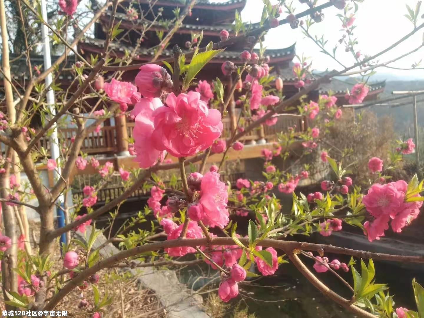 石坪瑶寨报春桃花已美丽盛开！784 / 作者:宇宙无限 / 帖子ID:282256
