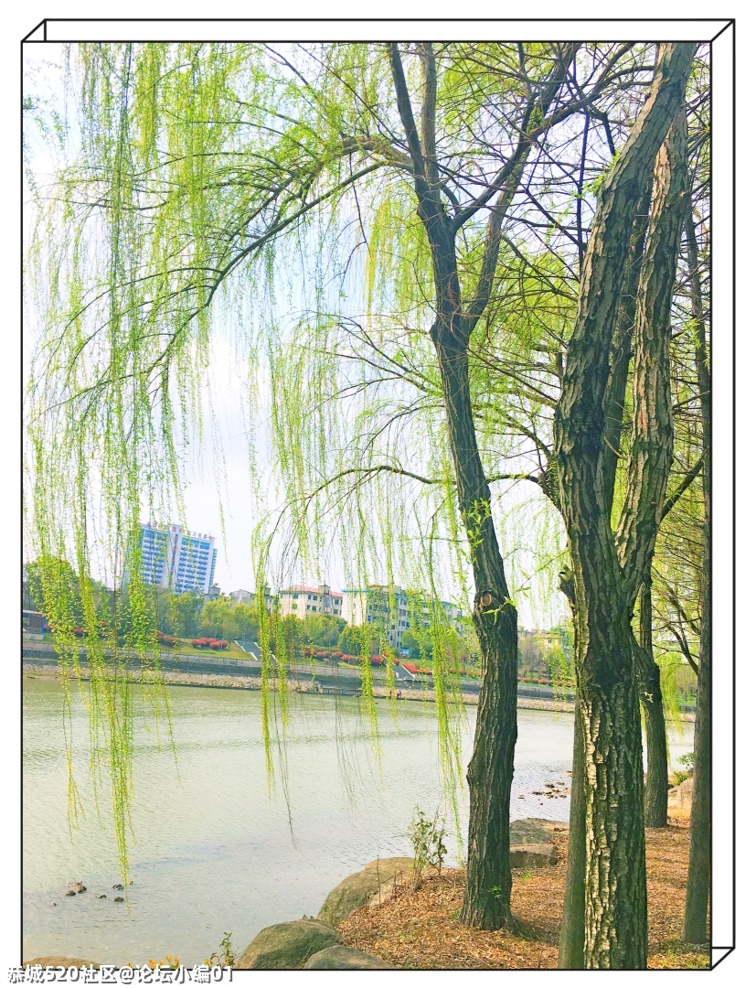 桂林恭城知青公社微刊第四期《迎牛年、贺新春》专刊733 / 作者:论坛小编01 / 帖子ID:282356